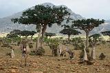 IMG_5336  the forest of incense, Homhill, Socotra